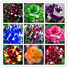 Load image into Gallery viewer, 100 pcs/bag rose tiger striped rose rare bonsai flower plants rainbow green blue black rose petals plant for home garden
