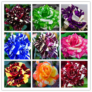 100 pcs/bag rose tiger striped rose rare bonsai flower plants rainbow green blue black rose petals plant for home garden