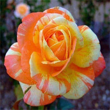 Load image into Gallery viewer, 100 pcs/bag rose tiger striped rose rare bonsai flower plants rainbow green blue black rose petals plant for home garden