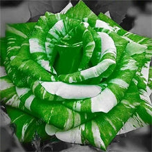 Load image into Gallery viewer, 100 pcs/bag rose tiger striped rose rare bonsai flower plants rainbow green blue black rose petals plant for home garden