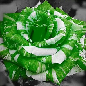 100 pcs/bag rose tiger striped rose rare bonsai flower plants rainbow green blue black rose petals plant for home garden