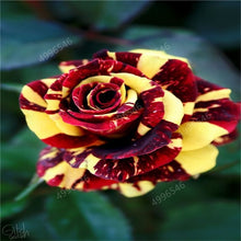 Load image into Gallery viewer, 100 pcs/bag rose tiger striped rose rare bonsai flower plants rainbow green blue black rose petals plant for home garden