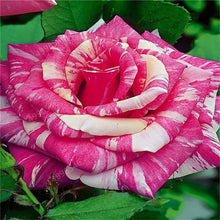 Load image into Gallery viewer, 100 pcs/bag rose tiger striped rose rare bonsai flower plants rainbow green blue black rose petals plant for home garden
