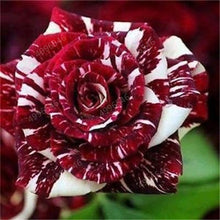 Load image into Gallery viewer, 100 pcs/bag rose tiger striped rose rare bonsai flower plants rainbow green blue black rose petals plant for home garden