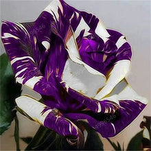 Load image into Gallery viewer, 100 pcs/bag rose tiger striped rose rare bonsai flower plants rainbow green blue black rose petals plant for home garden
