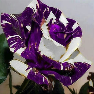 100 pcs/bag rose tiger striped rose rare bonsai flower plants rainbow green blue black rose petals plant for home garden