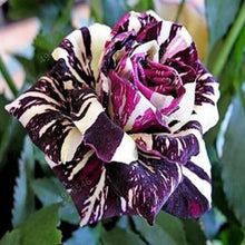Load image into Gallery viewer, 100 pcs/bag rose tiger striped rose rare bonsai flower plants rainbow green blue black rose petals plant for home garden