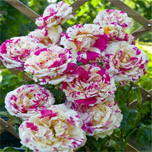 Load image into Gallery viewer, 100 pcs/bag rose tiger striped rose rare bonsai flower plants rainbow green blue black rose petals plant for home garden