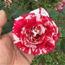 Load image into Gallery viewer, 100 pcs/bag rose tiger striped rose rare bonsai flower plants rainbow green blue black rose petals plant for home garden