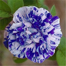 Load image into Gallery viewer, 100 pcs/bag rose tiger striped rose rare bonsai flower plants rainbow green blue black rose petals plant for home garden