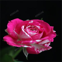 Load image into Gallery viewer, 100 pcs/bag rose tiger striped rose rare bonsai flower plants rainbow green blue black rose petals plant for home garden