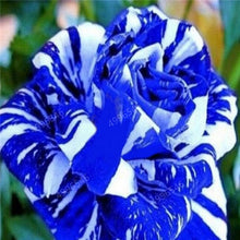 Load image into Gallery viewer, 100 pcs/bag rose tiger striped rose rare bonsai flower plants rainbow green blue black rose petals plant for home garden