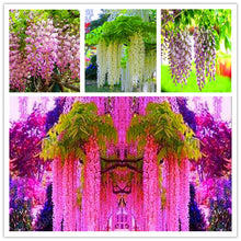 Load image into Gallery viewer, 5pcs Hot Sale Outdoor Bonsai Wisteria Rare Flower DIY Home Garden Ornamental Climb Rattan Flore