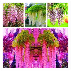 5pcs Hot Sale Outdoor Bonsai Wisteria Rare Flower DIY Home Garden Ornamental Climb Rattan Flore