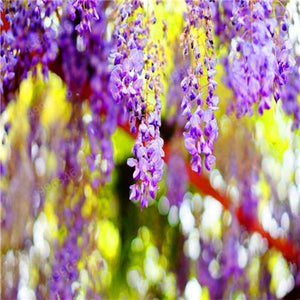 5pcs Hot Sale Outdoor Bonsai Wisteria Rare Flower DIY Home Garden Ornamental Climb Rattan Flore