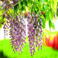 Load image into Gallery viewer, 5pcs Hot Sale Outdoor Bonsai Wisteria Rare Flower DIY Home Garden Ornamental Climb Rattan Flore