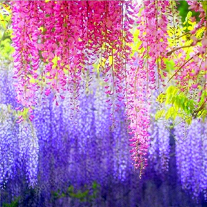 5pcs Hot Sale Outdoor Bonsai Wisteria Rare Flower DIY Home Garden Ornamental Climb Rattan Flore