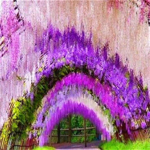 5pcs Hot Sale Outdoor Bonsai Wisteria Rare Flower DIY Home Garden Ornamental Climb Rattan Flore