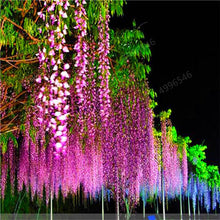 Load image into Gallery viewer, 5pcs Hot Sale Outdoor Bonsai Wisteria Rare Flower DIY Home Garden Ornamental Climb Rattan Flore