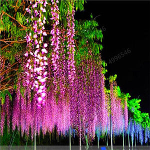 5pcs Hot Sale Outdoor Bonsai Wisteria Rare Flower DIY Home Garden Ornamental Climb Rattan Flore