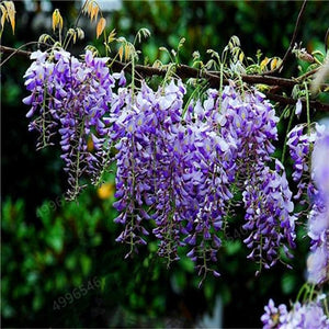 5pcs Hot Sale Outdoor Bonsai Wisteria Rare Flower DIY Home Garden Ornamental Climb Rattan Flore