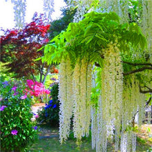 Load image into Gallery viewer, 5pcs Hot Sale Outdoor Bonsai Wisteria Rare Flower DIY Home Garden Ornamental Climb Rattan Flore