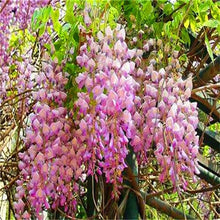 Load image into Gallery viewer, 5pcs Hot Sale Outdoor Bonsai Wisteria Rare Flower DIY Home Garden Ornamental Climb Rattan Flore