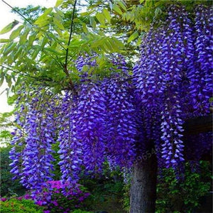 5pcs Hot Sale Outdoor Bonsai Wisteria Rare Flower DIY Home Garden Ornamental Climb Rattan Flore