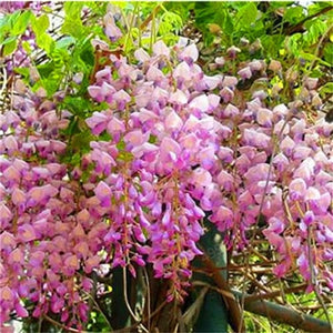 5pcs Hot Sale Outdoor Bonsai Wisteria Rare Flower DIY Home Garden Ornamental Climb Rattan Flore