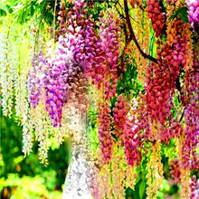 Load image into Gallery viewer, 5pcs Hot Sale Outdoor Bonsai Wisteria Rare Flower DIY Home Garden Ornamental Climb Rattan Flore