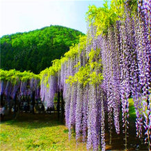 Load image into Gallery viewer, 5pcs Hot Sale Outdoor Bonsai Wisteria Rare Flower DIY Home Garden Ornamental Climb Rattan Flore