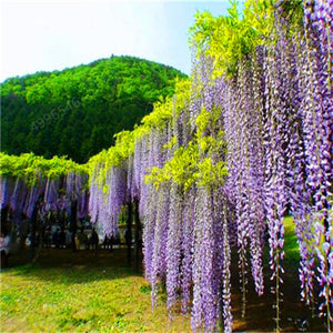 5pcs Hot Sale Outdoor Bonsai Wisteria Rare Flower DIY Home Garden Ornamental Climb Rattan Flore