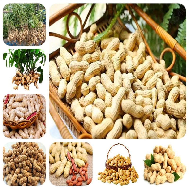 5 Pcs Arachis Hypogaea Bonsai Red Black Organic Rare Heirloom Peanut Plant Bonsai Organic Vegetable Bonsai For Home Garden